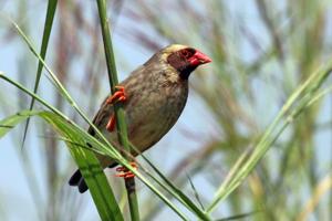 Quelea quelea aethiopica