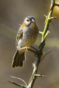 Sporopipes frontalis