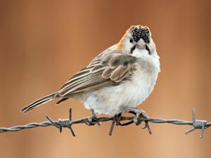 Sporopipes frontalis