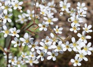utils/thumbs/Plumbaginaceae/Acantholimon_EPmX2TUQ4HKwQvnitrrF72.jpg
