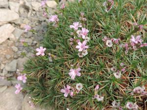 Acantholimon ulicinum