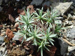 Acantholimon hohenackeri