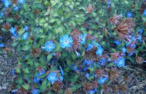 Ceratostigma plumbaginoides