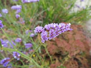 utils/thumbs/Plumbaginaceae/Limonium_NuDvC3jUv2unjooJMR9mVC.jpg