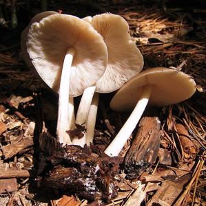 Pluteus magnus