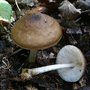 Pluteus cervinus