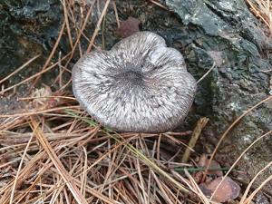 utils/thumbs/Pluteaceae/Pluteus_SiCA9afpQNs8iGaW3xZBcL.jpg