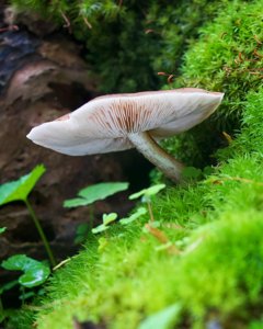 Pluteus cervinus