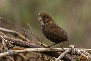 utils/thumbs/Pnoepygidae/Pnoepyga_X2J4D4Uh9ou4MppKFRgFbv.jpg
