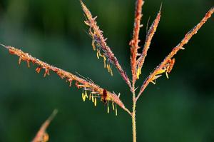 utils/thumbs/Poaceae/Andropogon_UozuSg2pgu4Rqnghu6RsNa.jpg