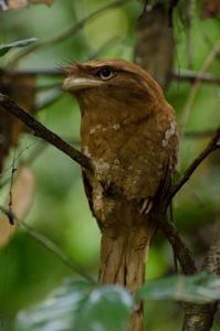 utils/thumbs/Podargidae/Batrachostomus_Er9yuouJWVuZcFiUtYAZw4.jpg
