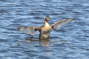 Podiceps andinus