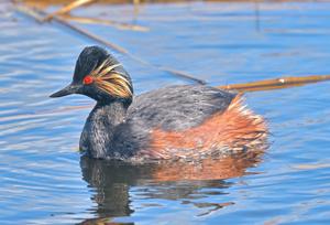Podiceps nigricollis