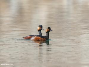 Podiceps nigricollis