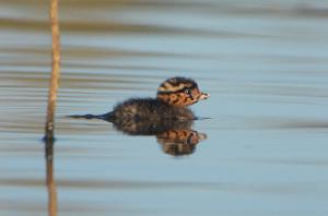 Poliocephalus poliocephalus