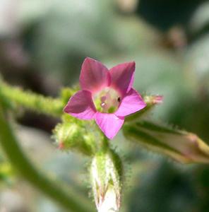 Aliciella latifolia