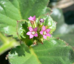 Aliciella latifolia