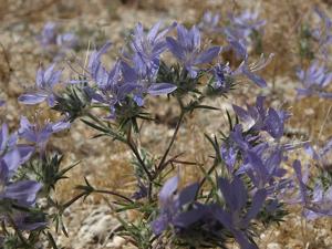 Eriastrum eremicum