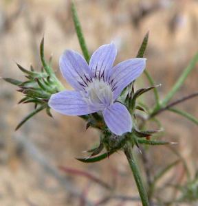 utils/thumbs/Polemoniaceae/Eriastrum_apPgvN5xL9VW5Jomu9yP2E.jpg
