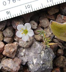 Leptosiphon septentrionalis