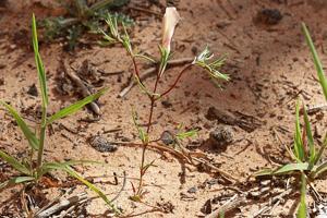 Linanthus dichotomus