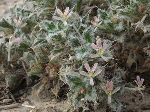 Loeseliastrum schottii