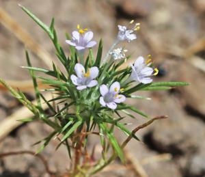 Navarretia intertexta