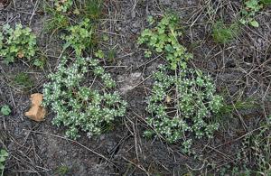 Navarretia fossalis