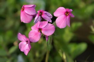 Phlox stolonifera