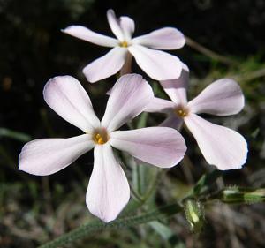 Phlox stansburyi