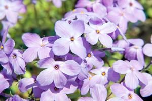 Phlox stolonifera