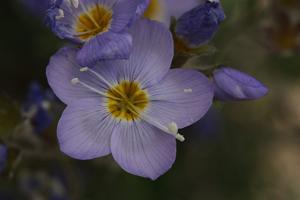 Polemonium boreale