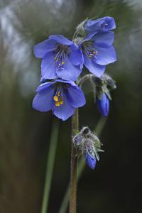 Polemonium acutiflorum