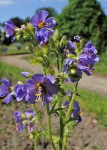 Polemonium boreale