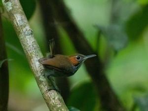 utils/thumbs/Polioptilidae/Microbates_8bqaVsuv2XMsJePGP5hHMd.jpg