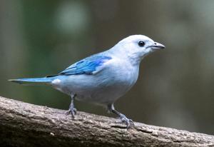 Polioptila caerulea