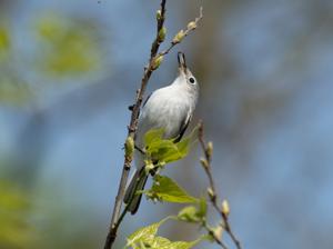 utils/thumbs/Polioptilidae/Polioptila_iZGuoASqKAu2frZB3YcGzk.jpg