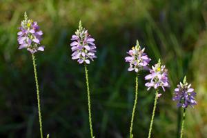 Polygala chapmanii