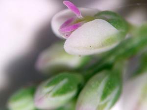Polygala verticillata