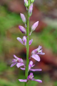 Polygala polygama