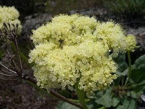 Eriogonum compositum