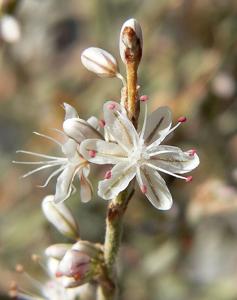 Eriogonum panamintense