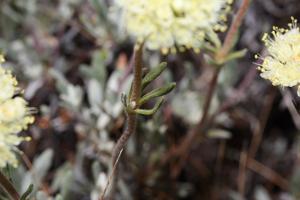 Eriogonum douglasii