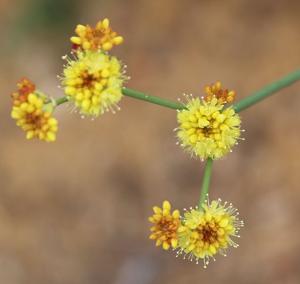 Eriogonum nudum var. westonii