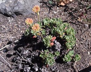 Eriogonum siskiyouense