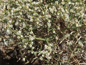 Eriogonum heermannii var. argense