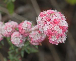 Eriogonum parvifolium