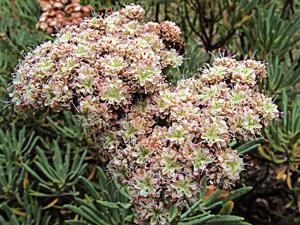 Eriogonum arborescens