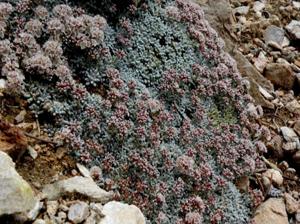 Eriogonum soredium