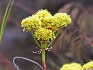 Eriogonum compositum